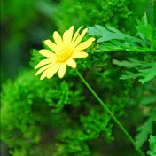 Profile Picture of Ching Chao (@zord0125) on Youtube