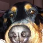 Kim Avsenik Marchand - Instagram Profile Picture of Kim Avsenik Marchand (@k_marchand) on Instagram