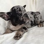 Profile Picture of Matthew Bradbury (@matto_bulls) on Instagram