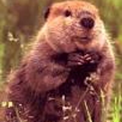 Albert Beaver - Twitter Profile Picture of Albert Beaver (@AlbertBvr) on Twitter