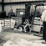 Profile Picture of Sandy Jacobson (@k9danka) on Instagram