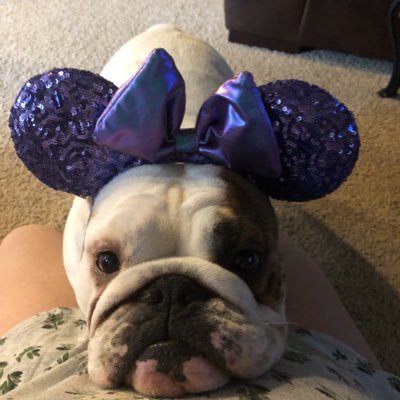 Profile Picture of Rose (The Bulldog) Kern (@RoseBulldog) on Twitter