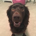 Profile Picture of Fig Newton Griffin (@fig.the.dog) on Instagram