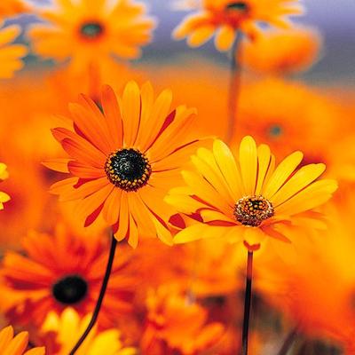 Pebbles Davis - Twitter Profile Picture of Pebbles Davis (@dpebbles35) on Twitter