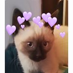 ℙ𝘩𝑜𝑒𝑏𝑒 ℤ𝑜𝑒 ℂ𝑜𝑥 ℂ𝑒𝑛𝑡𝑒𝑙𝑙𝑎𝑠 - Instagram Profile Picture of ℙ𝘩𝑜𝑒𝑏𝑒 ℤ𝑜𝑒 ℂ𝑜𝑥 ℂ𝑒𝑛𝑡𝑒𝑙𝑙𝑎𝑠 (@its_phoebe_cox) on Instagram