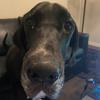 Profile Picture of Robert Fowler (@@b1g_ch1ef) on Tiktok