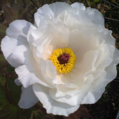 Profile Picture of Lucy Barnett (@lucebarnett) on Twitter