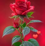 Profile Picture of Peter Wahlan (@Peter-Wahlan) on Facebook