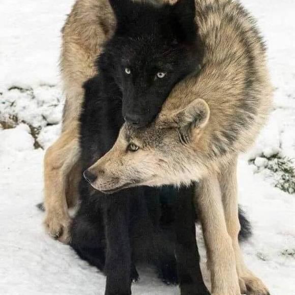 Profile Picture of Chris Macmullen (@cmacmullen5) on Poshmark