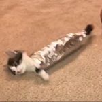 David Not - Instagram Profile Picture of David Not (@davidderonnut) on Instagram