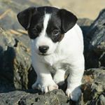 Profile Picture of lily pollard (@lily_mae19) on Instagram