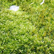 Profile Picture of Tam Ly (@tamly7540) on Youtube