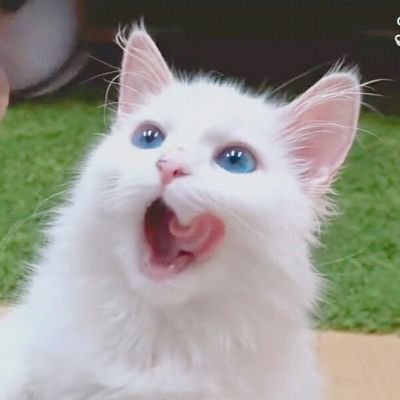 Profile Picture of 애옹 조아 (@ae_ong_jo_aa) on Twitter
