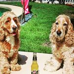Profile Picture of Jack & Bailey (@jack_bailey_cocker_spaniels) on Instagram