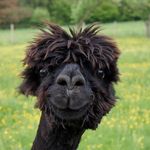 Profile Picture of Andreas Roehrig (@roehrig646) on Instagram