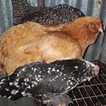 Profile Picture of julian carrick (@jtcarrick) on Instagram