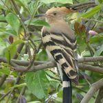 Profile Picture of Alexandra Harrison (@akyurekalexandra) on Instagram