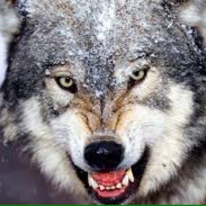 Profile Picture of markpolon (@markpolon) on Tiktok