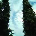 Profile Picture of Alice Salcedo (@alicesalcedo) on Twitter