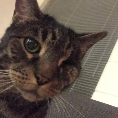 Profile Picture of Chewy (@1eyedchewy) on Twitter
