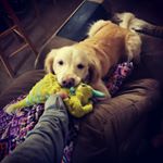 Profile Picture of Winnie Sheffield-James (@winnie_the_goldengal) on Instagram