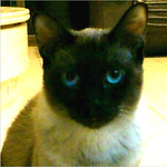 Profile Picture of Joyce Lin (@tgtfrzlb29) on Flickr