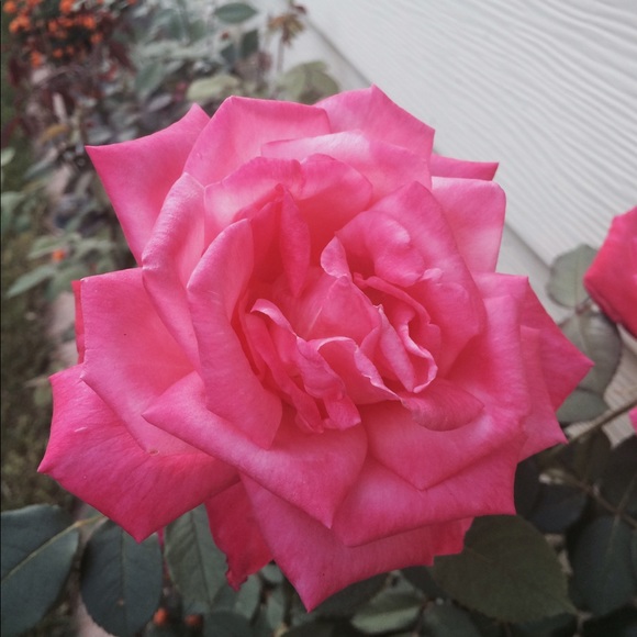 Profile Picture of Hannah Raiten (@hannah_raiten) on Poshmark