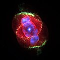 Profile Picture of Cat's Eye Nebula - Wikipediaon Wikipedia