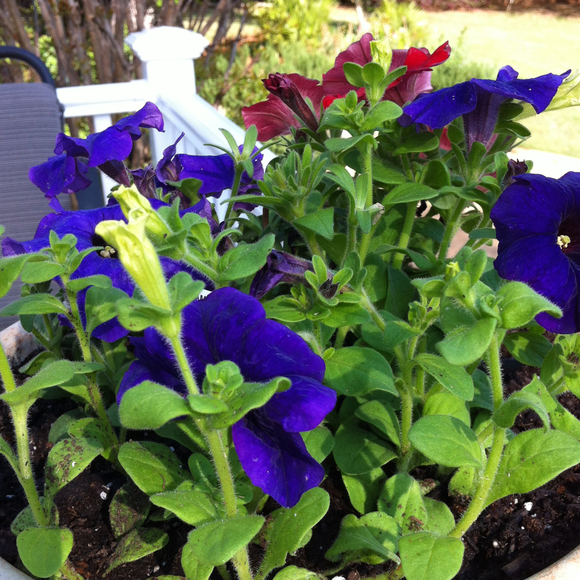 Profile Picture of Deb Honosky (@nanasir) on Poshmark