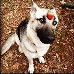 Profile Picture of Gypsy Roberts (@gypsy.the.german.shepherd) on Instagram
