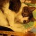 Profile Picture of Max Teddy Jr Mackinnon (@max.t.mackinnon) on Facebook