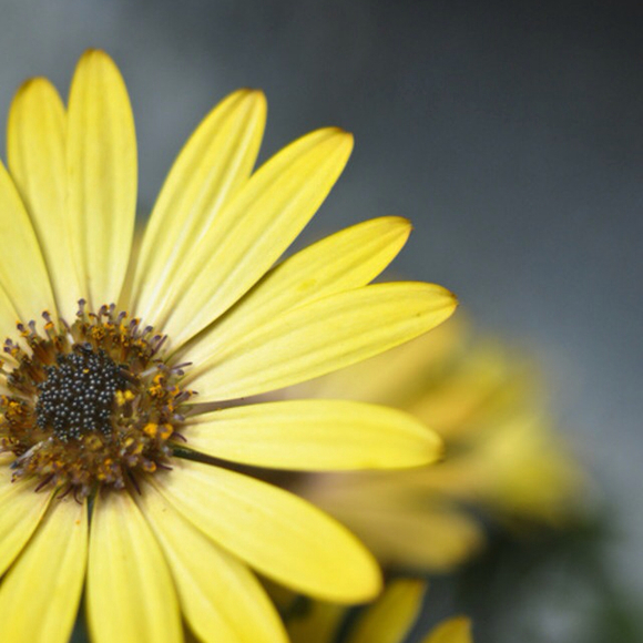 Profile Picture of Aracelis Oliveras (@araoli) on Poshmark