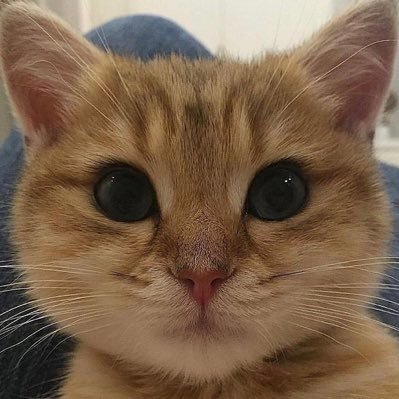 Profile Picture of Julia Yue CAO (@JuliaYueCAO1) on Twitter