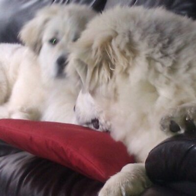 Profile Picture of Mary  Larsen (@LarsenMary) on Twitter