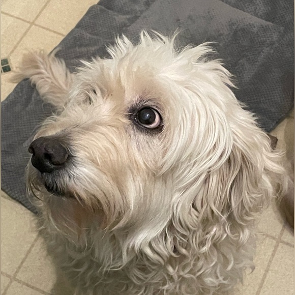 Profile Picture of Heather Krammes (@eeyore76) on Poshmark