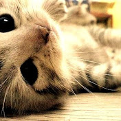 Aidan Morgan - Youtube Profile Picture of Aidan Morgan (@aidanmorgan2364) on Youtube