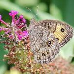 Profile Picture of Robin Brady (@robincancook) on Pinterest