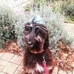 Profile Picture of Howard Roark (@howardroark_afghan) on Instagram