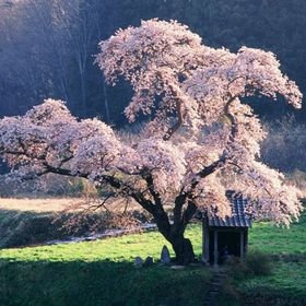 Profile Picture of Htoo Doh (@doh2251) on Pinterest