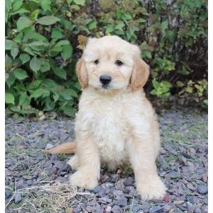 Profile Picture of Ada Cordero (@Adacordero10) on Twitter