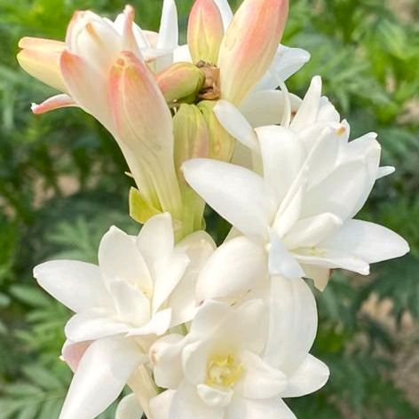 Profile Picture of কলিজা আমি তোমাকে শুধু ভালোবাসি (@abulbashar8857) on Tiktok