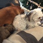 Profile Picture of Daisy, Lilly, And Coco (@daisy_lilly_coco_keller) on Instagram