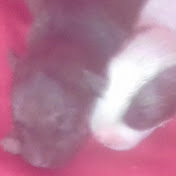 Profile Picture of Jose Deus Dias (@josedeusdias1380) on Youtube