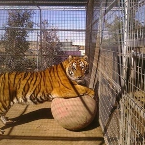 Profile Picture of Darren Berkow (@bigcatlvr) on Myspace