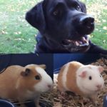 Profile Picture of AAA (@aaa_arnold_abroz_arpad) on Instagram