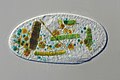 Profile Picture of Frontonia - Wikipediaon Wikipedia