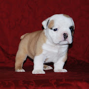 Profile Picture of Debra Hicks (NorthGaBulldogs) (@robsbabiesmomma) on Youtube