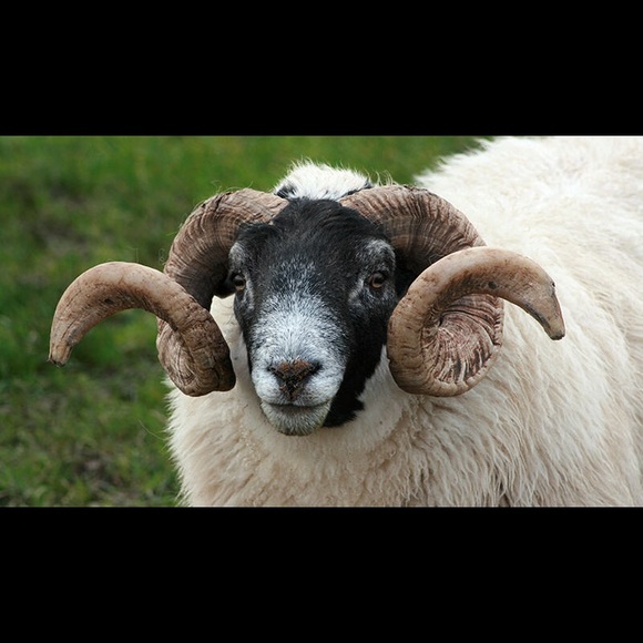 Profile Picture of Patricia Burbaum (@ilytrisha) on Poshmark