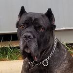 Profile Picture of Joe Canzoneri (@joe_canzo) on Instagram