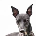 Profile Picture of Steven Taylor, Alpine Eagle (@steven61184) on Instagram